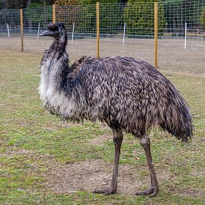 Emu (Dromaius novaehollandiae)