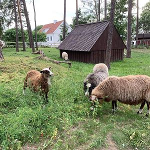 Klövsjö sheep