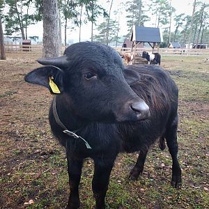 South European waterbuffalo (Bubalus arnee f. bubalis)
