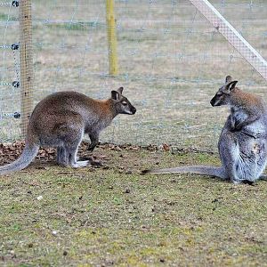 Red-necked wallaby (Macropus rufogriseus)