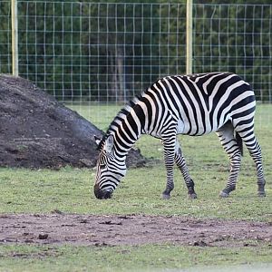 Grant's zebra (Equus quagga boehmi)