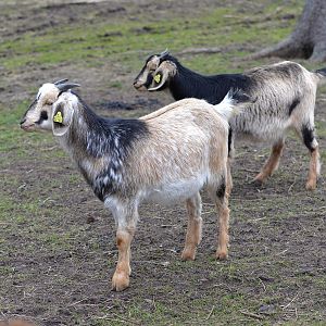 Anglo-Nubian goats