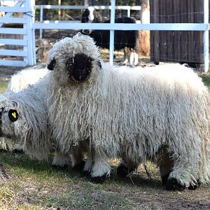 Valais Blacknose sheep