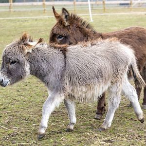 Miniature donkey