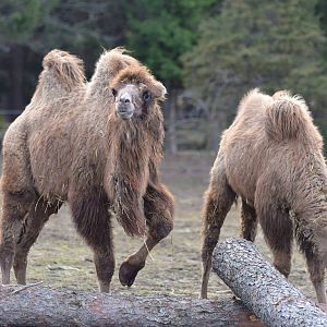 Bactrian camel (Camelus bactrianus)