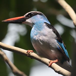 Blue Breasted Kingfisher - 06th January 2020
