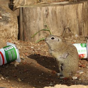 Hairless patches & yoghurt pots, Jan 2020