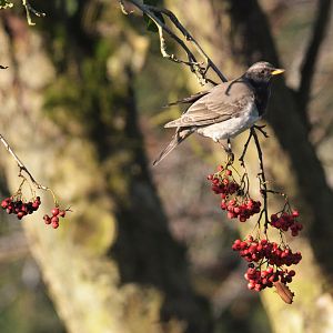 Wild Black-throated Thrush at Whipsnade, 19/01/20
