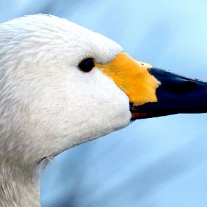 Bewick's swan; Barnes; 19th January 2020