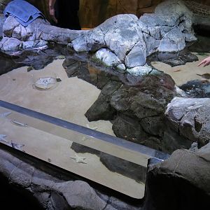 Tidal Touchpools Exhibit