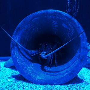 The Shoal Exhibit - Caribbean Spiny Lobster