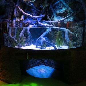 Seahorse Nursery Exhibits