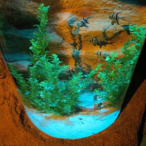 Seahorse Nursery Exhibits - Banggai Cardinalfish