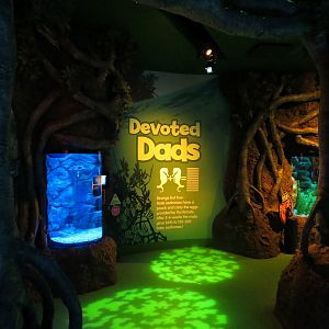 Seahorse Nursery Exhibits