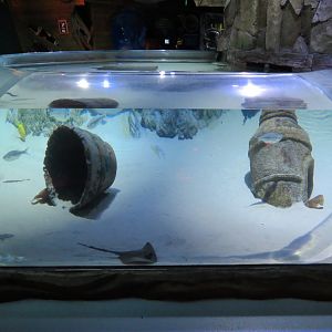 Stingray Bay Exhibit