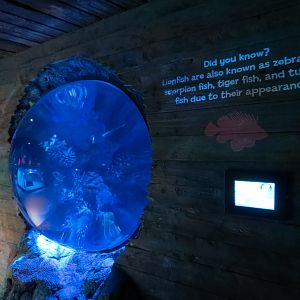 Shark Shipwreck Exhibits