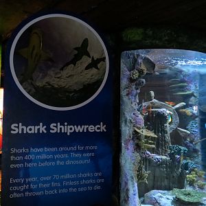 Shark Shipwreck Exhibits