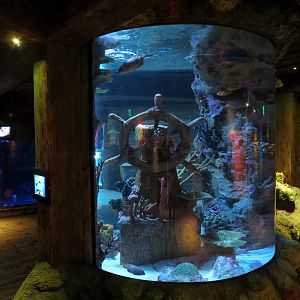 Shark Shipwreck Exhibits