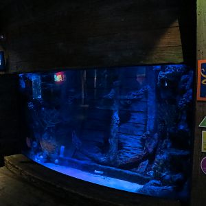 Shark Shipwreck Exhibits - Giant Pacific Octopus Exhibit