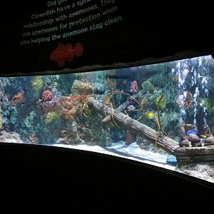 Shark Shipwreck Exhibits