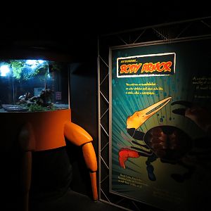 Claws - Hermit Crab Exhibit