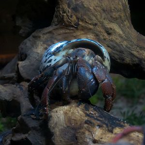 Claws - Hermit Crab Exhibit