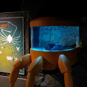 Claws - American Lobster Exhibit