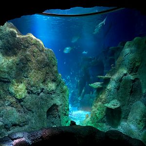 Ocean Tunnel/Tropical Ocean Exhibit - First View