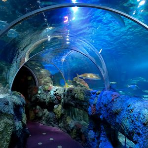 Ocean Tunnel/Tropical Ocean Exhibit - Tunnel View