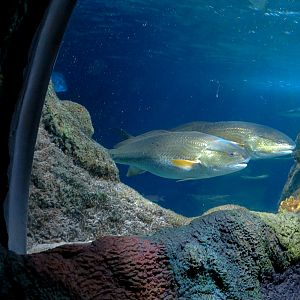 Ocean Tunnel/Tropical Ocean Exhibit - Tunnel View
