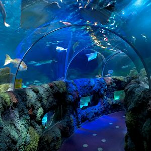Ocean Tunnel/Tropical Ocean Exhibit - Tunnel View