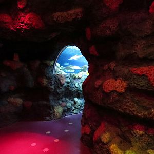 Ocean Tunnel/Tropical Ocean Exhibit - Tunnel Exit