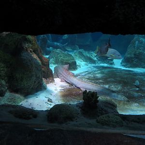 Ocean Tunnel/Tropical Ocean Exhibit - Zebra Shark