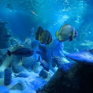 Ocean Tunnel/Tropical Ocean Exhibit