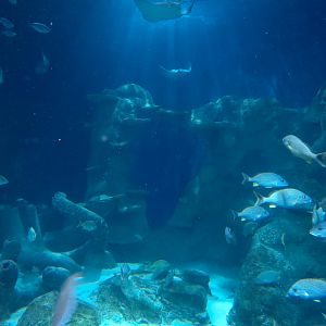 Ocean Tunnel/Tropical Ocean Exhibit