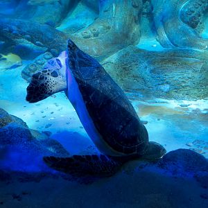 Ocean Tunnel/Tropical Ocean Exhibit - Green Sea Turtle