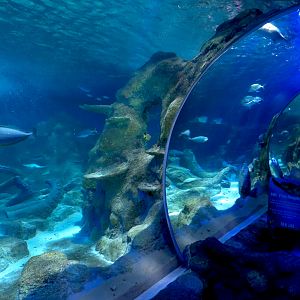 Ocean Tunnel/Tropical Ocean Exhibit