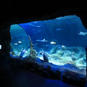 Ocean Tunnel/Tropical Ocean Exhibit