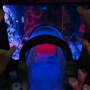Coral Reef - Exhibit