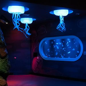 Coral Reef - Moon Jelly Exhibit