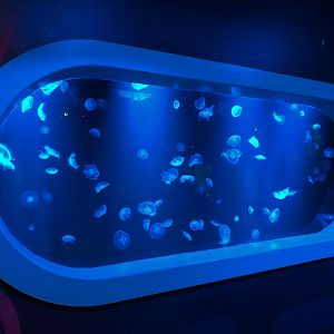 Coral Reef - Moon Jelly Exhibit