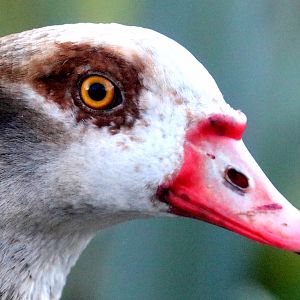 Egyptian goose; Barnes; 19th January 2020
