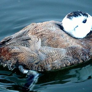 White-headed duck; Barnes; 19th January 2020
