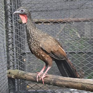 Cauca guan / Penelope perspicax at Zoologico de Cali