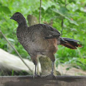 Colombian chachalaca / Ortalis columbiana at Bioparque Ukumari