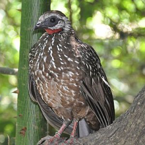 Band-tailed guan / Penelope argyrotis colombiana at Aviario Nacional de Colombia