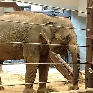 Maharani, 27, Asian Elephant
