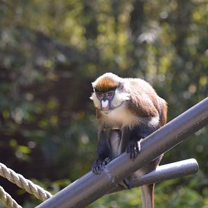Spot-nosed Guenon