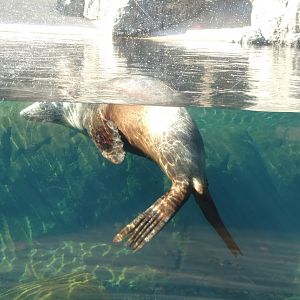 Sea Lion