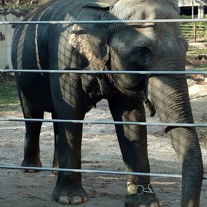 Happy Birthday, Swarna!